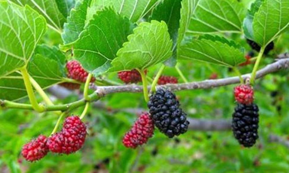 QUẢ DÂU, VỊ THUỐC CHỮA TÓC BẠC SỚM