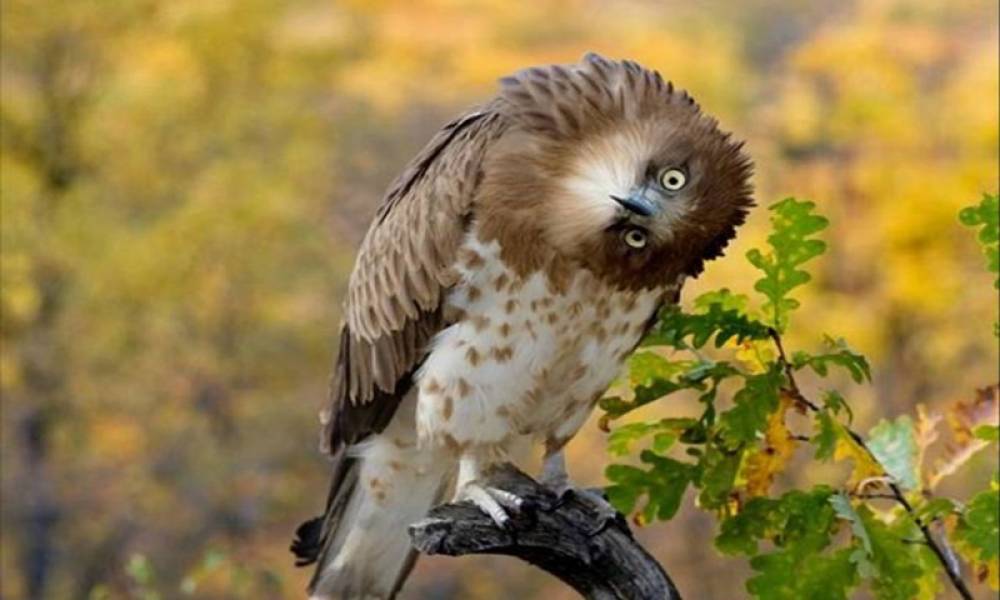 CHỮA LÀNH SANG CHẤN TÂM LÝ HIỆU QUẢ